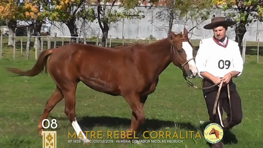 Lote Matre Rebel Corralita