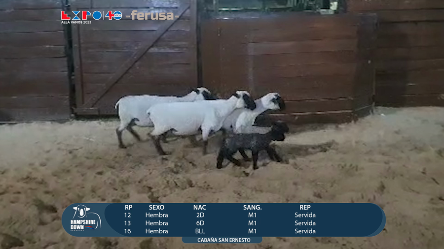 Lote LOTE 14 - CAMPO