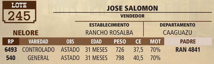 Lote LOTE 245 - VIVO