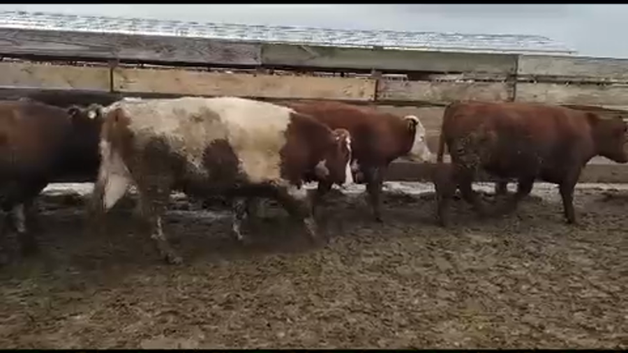 Lote 40 Novillo Gordo en Los Ángeles, VIII Región Biobío