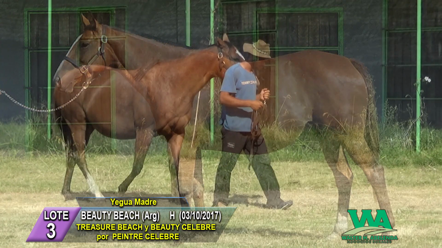 Lote BEAUTY BEACH (Arg)