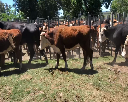 Lote 15 Novillos en Cerro Largo, Cerro Largo