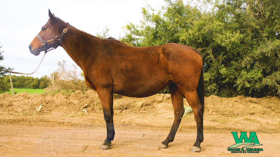 Lote AMIX (Brz)