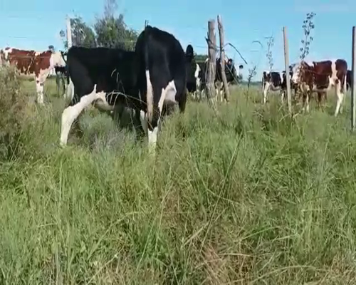 Lote 2 Terneros HOLANDO a remate en Entre Martillos 140-150kg -  en JUNCAL