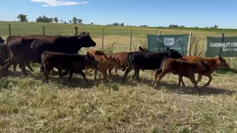 Lote 40 Vacas con Cría en Bolívar