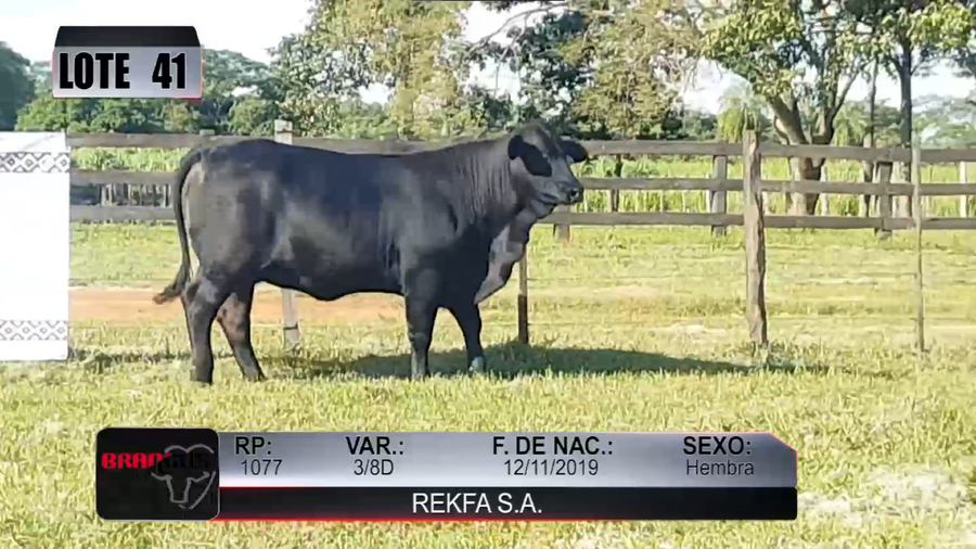 Lote Nacional de Otoño Brangus Campo - Lote 41