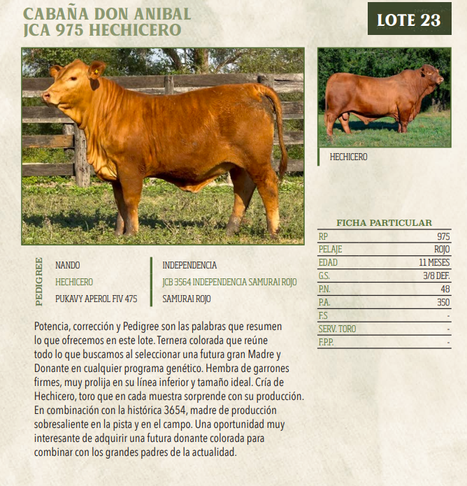 Lote LOTE 23