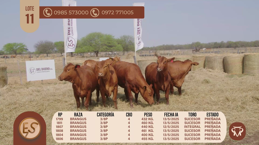 Lote VAQUILLAS CBO 4 PREÑADAS