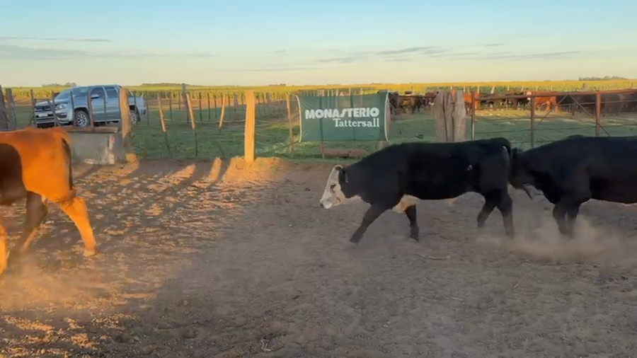 Lote 120 Novillos y Novillitos en TRENEL