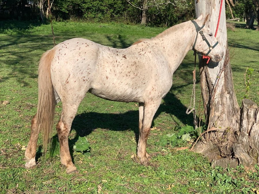 Lote Yegua Domada a remate en Caballos de Paysandú, Paysandú
