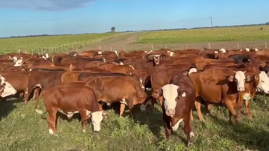 Lote 205 Terneros en Corrientes, Saladas