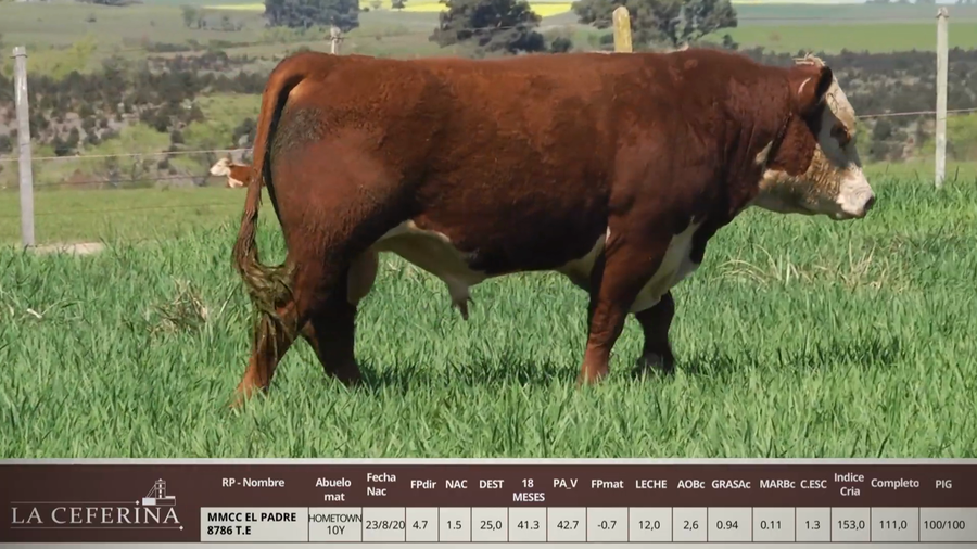 Lote MMCC EL PADRE 8786 T.E.