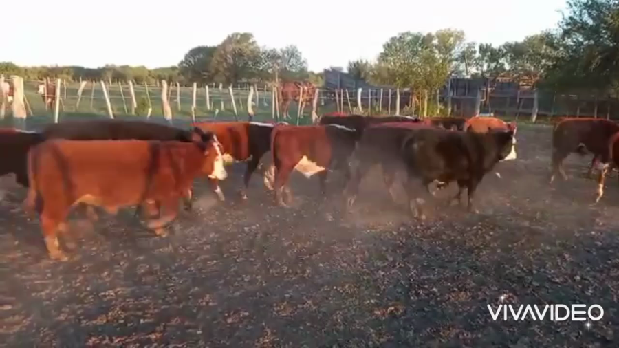 Lote 45 Novillitos en Arroyo Clé, Entre Ríos