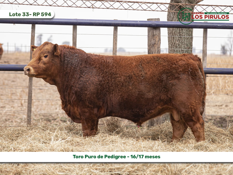 Lote TOROS PUROS DE PEDIGREE - 16/17 meses