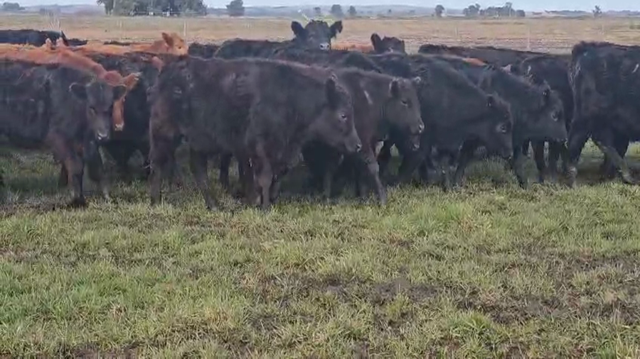 Lote 28 Terneras en TANDIL