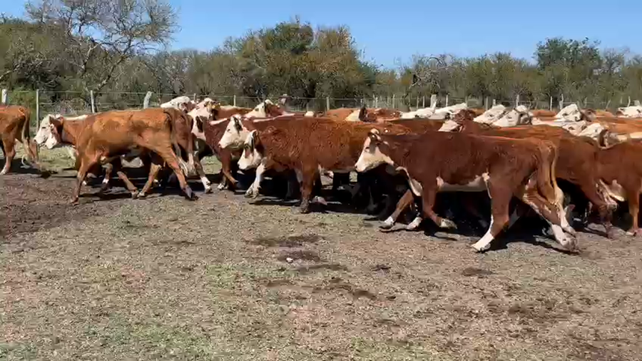 Lote 50 Vaquillonas en Federal, Entre Ríos