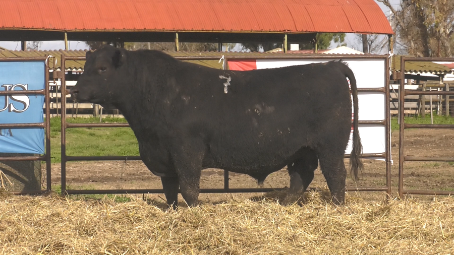 Lote TOROS ANGUS NEGROS  PC