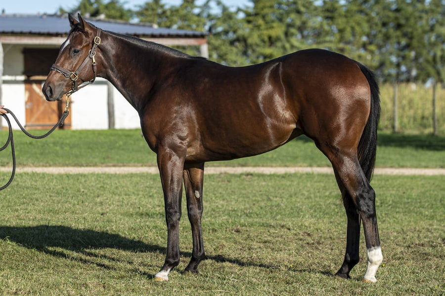 Lote LEE HARVEY (ARG)