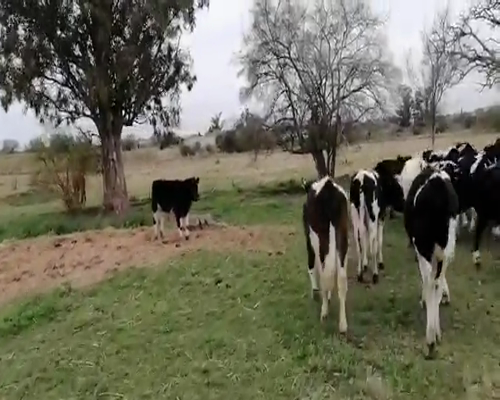 Lote 20 Novillos en Canelones