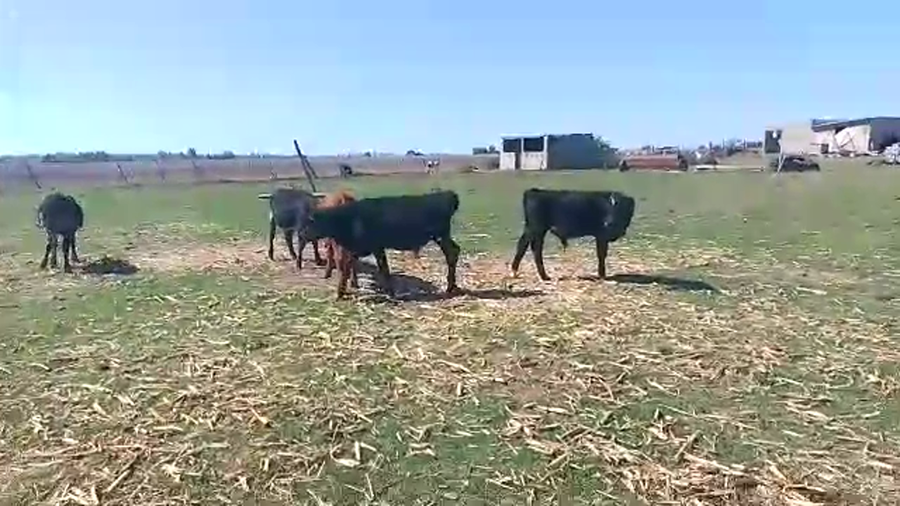 Lote 5 Terneros Cr Ye AB a remate en Pantalla Camy en Rincon del Pino