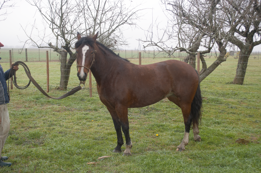 Lote Yegua Criolla "COLORADA"