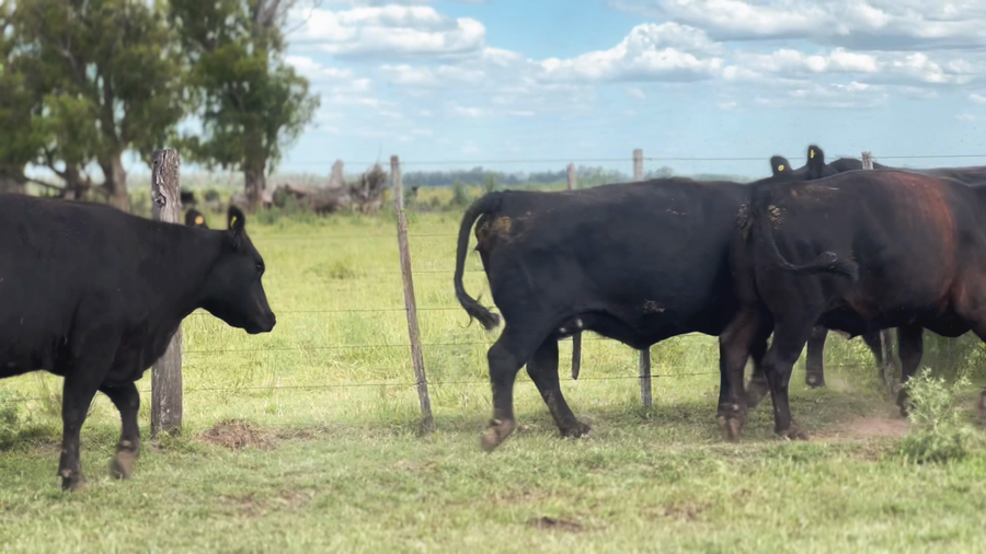 Lote 8 Vacas usadas preñadas en Udaondo