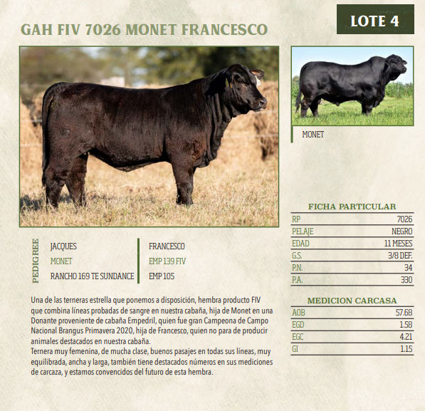 Lote LOTE 4