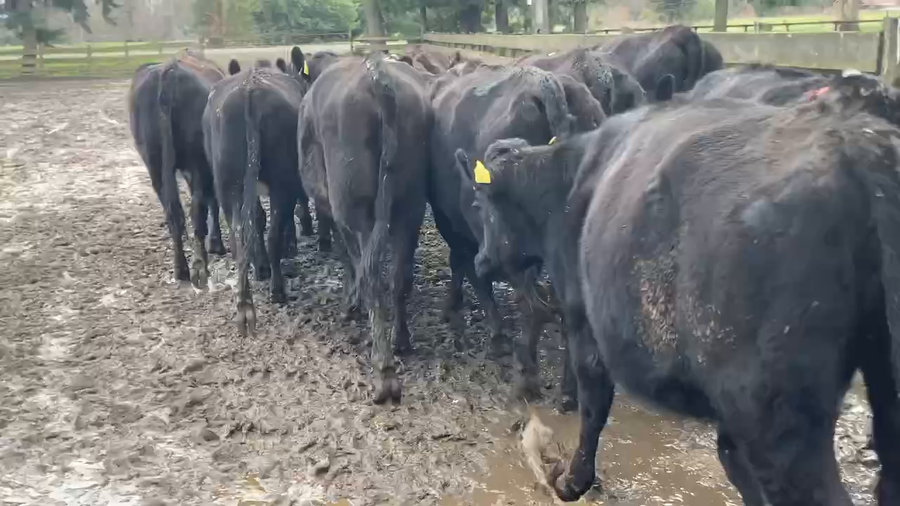 Lote 14 Vaquilla Engorda en Purranque, X Región Los Lagos