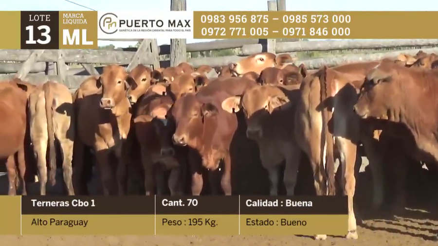 Lote Terneras más de 170 kg