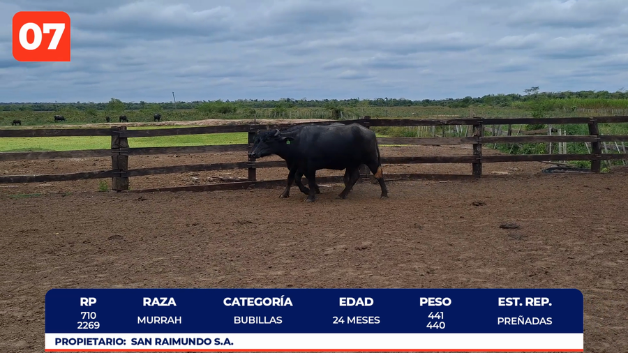 Lote LOTE 7