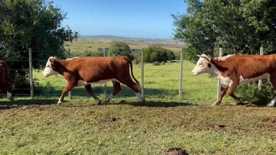 Lote Oscar Perez - Escritorio Dutra