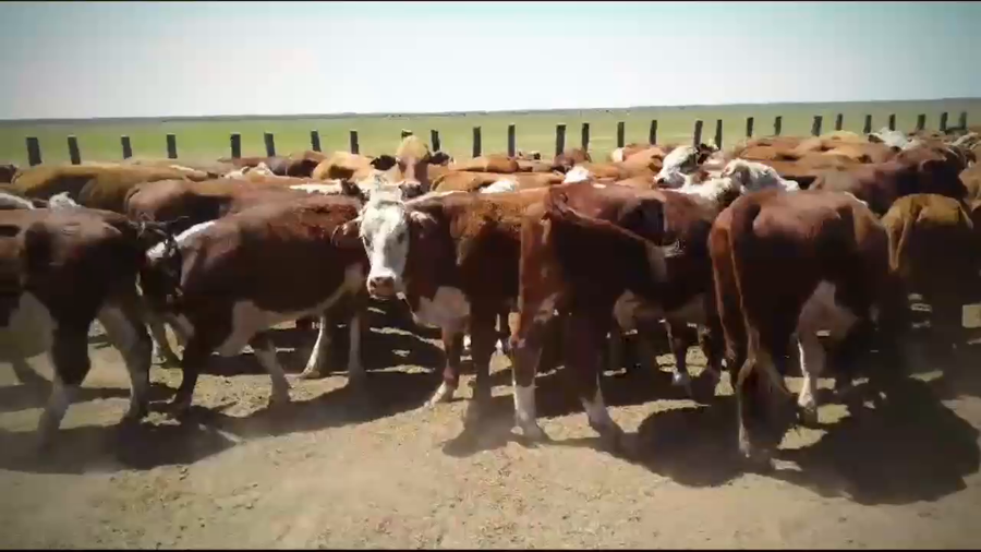 Lote 420 Novillos en Gualeguay, Entre Ríos