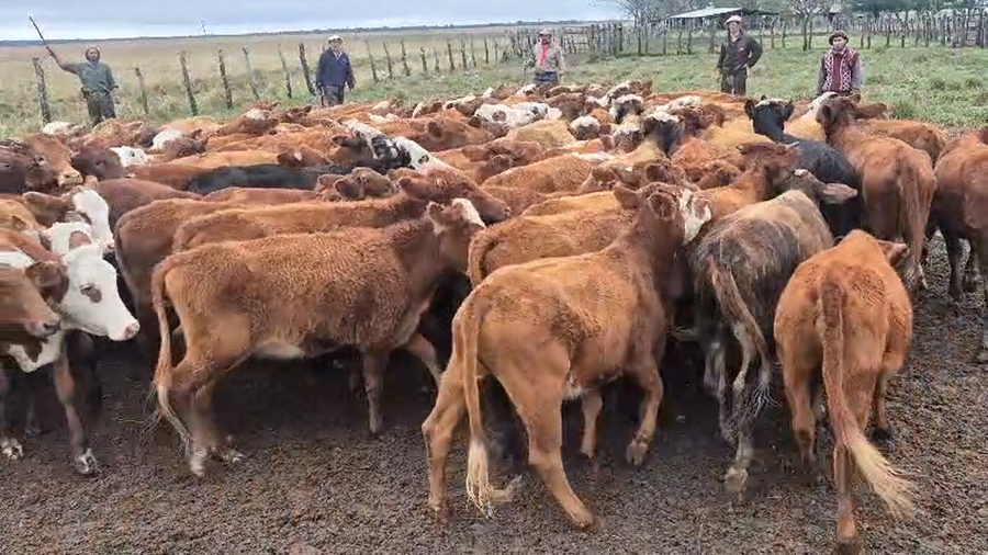Lote 112 Terneras