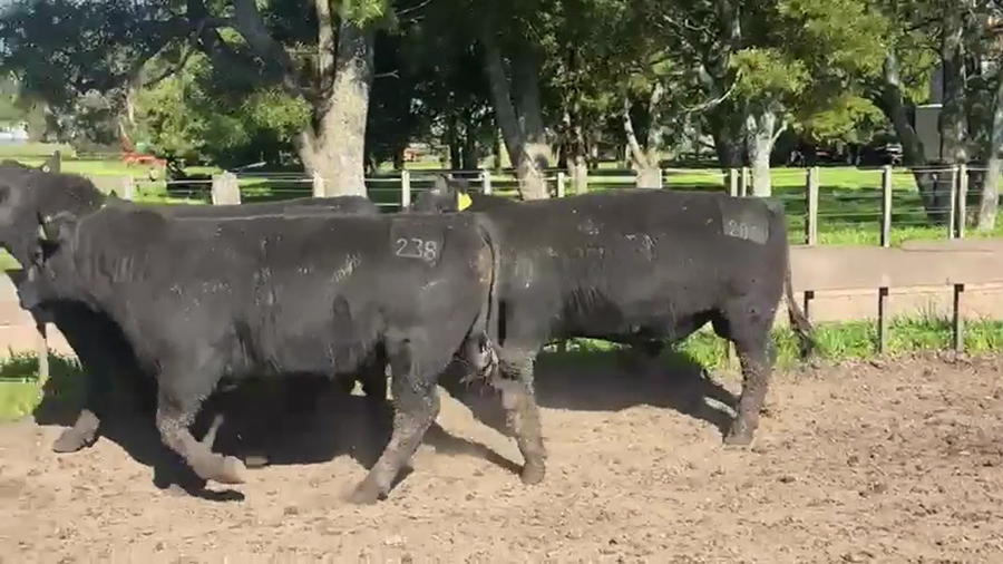 Lote TOROS PUROSCONTROLADOS SANTA MARTA