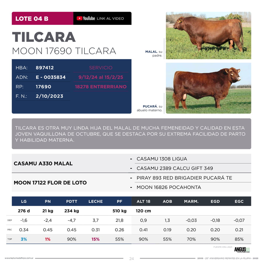 Lote RP 17655 y RP 17690 - VAQUILLONAS ELECCIÓN PP