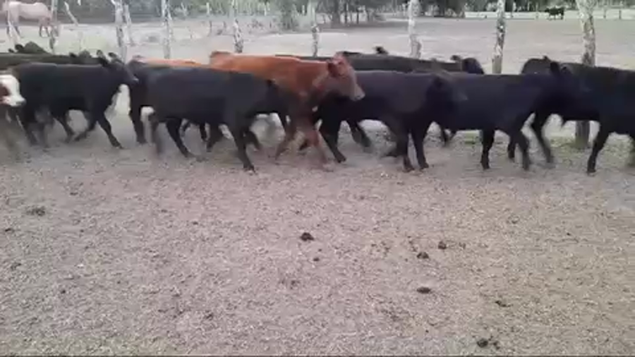 Lote 224 Terneros en Villaguay, Entre Ríos