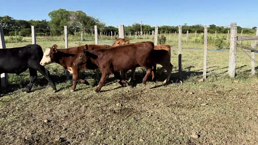 Lote TERNEROS