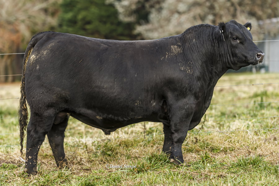 Lote TOROS PUROS DE PEDIGREE