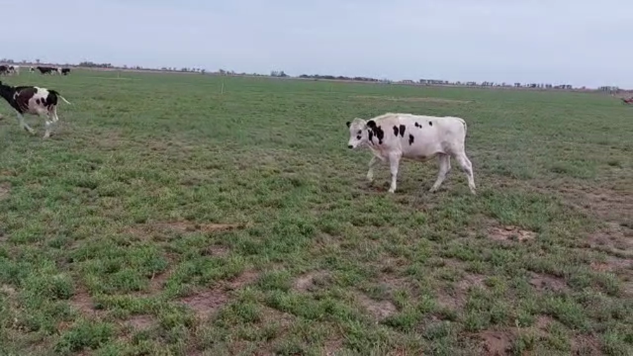 Lote 19 Novillos en Ramona, Santa Fe