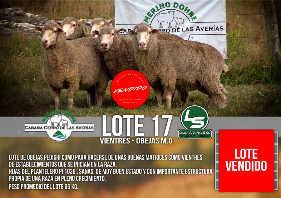 Lote LOTE 17