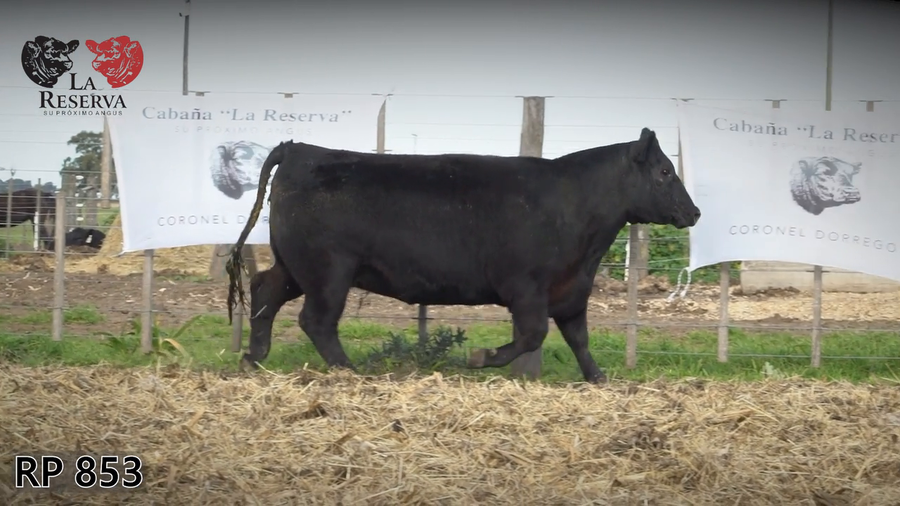 Lote Vaquillonas preñadas