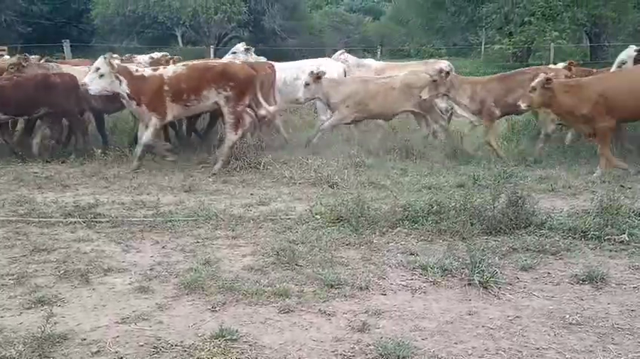 Lote 100 Terneros/as