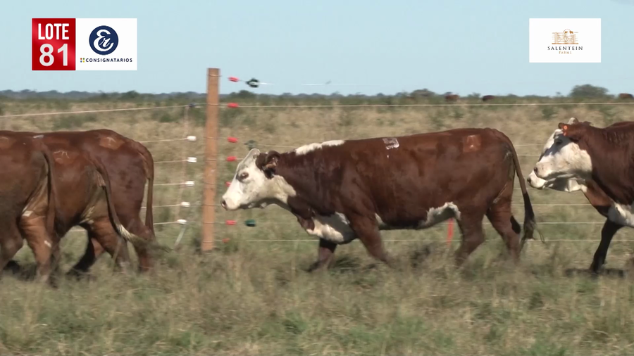 Lote Vacas Braford Generales-S´16/17/18 Parición Octubre/Noviembre 2022