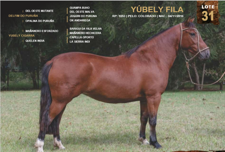 Lote YÚBELY FILA