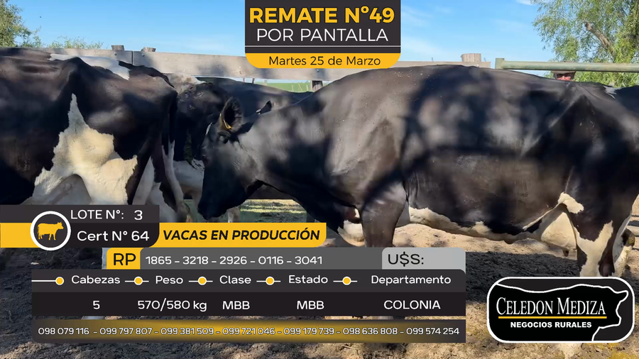 Lote 5 Vacas Preñadas Holando en Estanzuela, Colonia