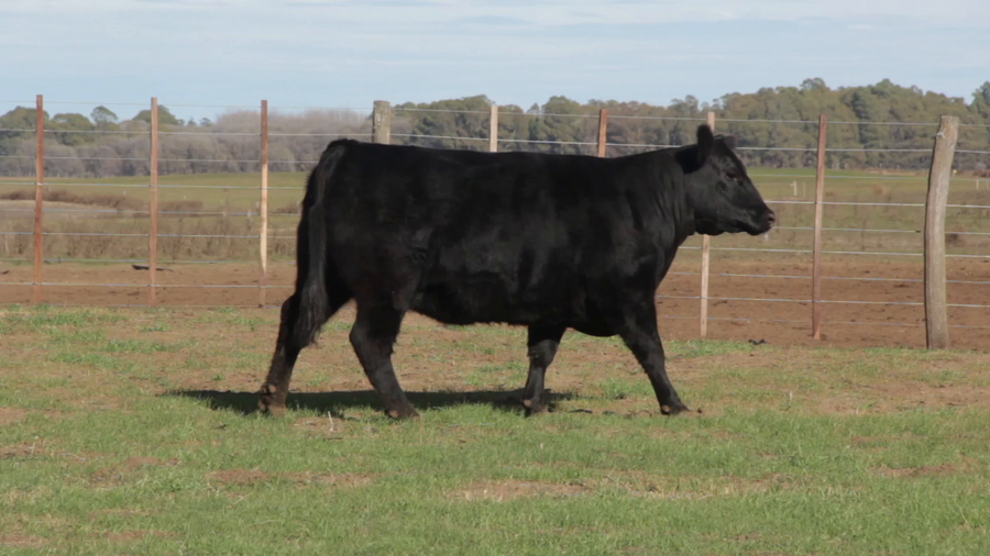 Lote VAQUILLONAS PURAS DE PEDIGREE