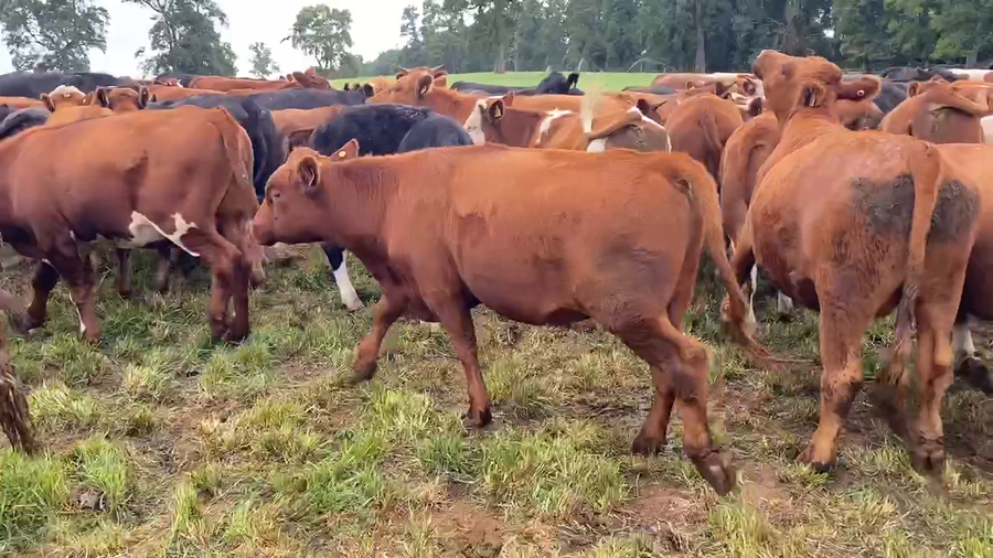 Lote 50 Novillo Engorda en Paillaco, XIV Región Los Ríos