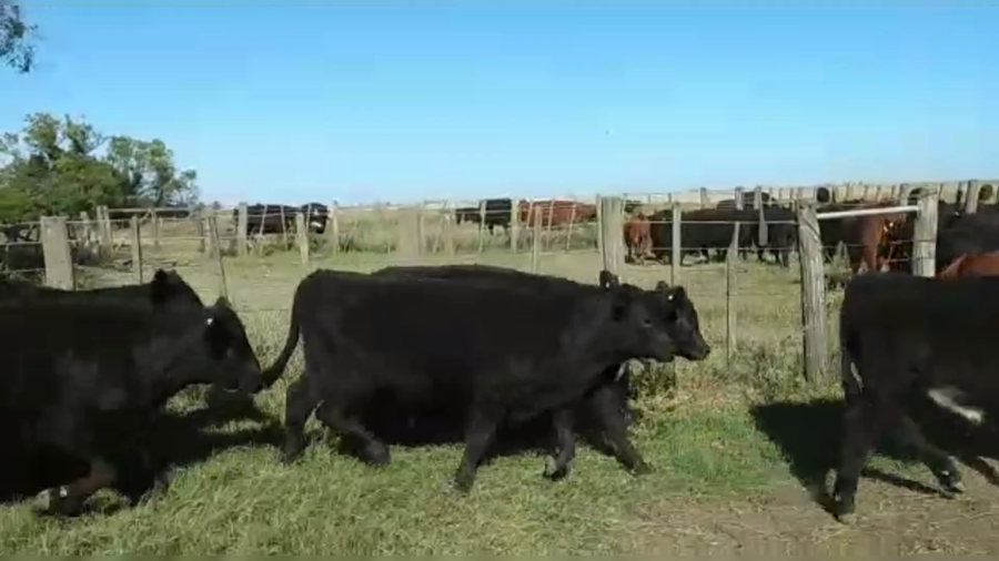 Lote 70 TERNS. MACHOS, CURARU, PCIA. DE BS. AS.