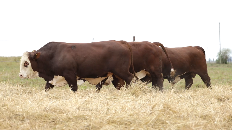 Lote Toros