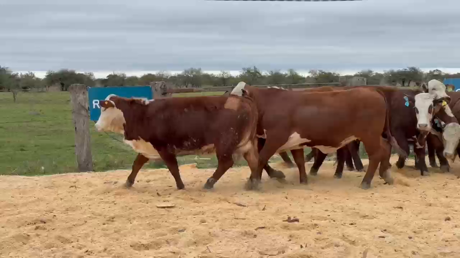 Lote Cabaña Olazul SA